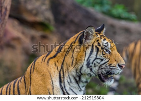 Side view of Tiger face , Nature