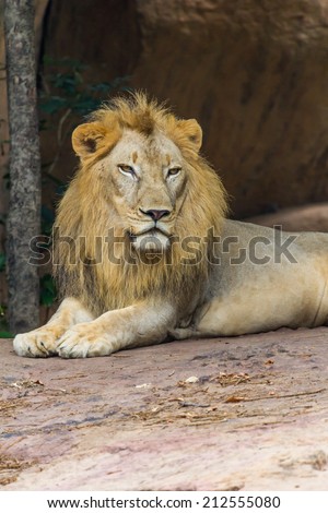 Lion face , Nature