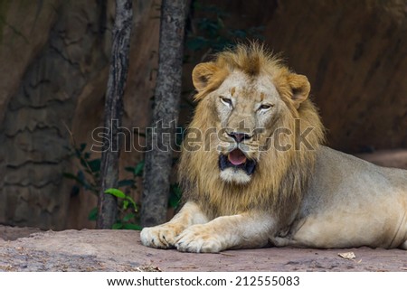face Lion , Nature