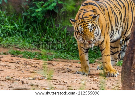 Tiger saliva , Nature
