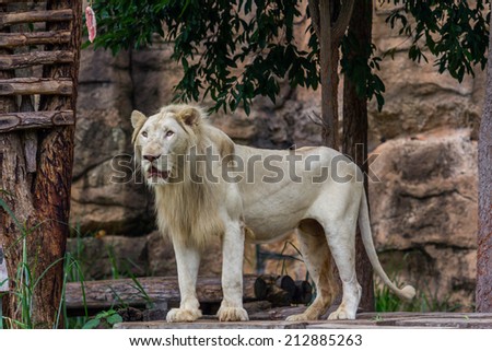 Lion is watching food in the zoo
