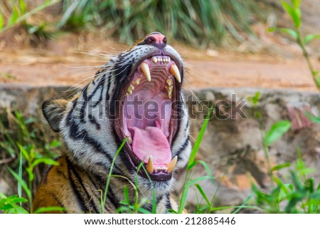 Teeth and tongue Royal Bengal tiger,Nature