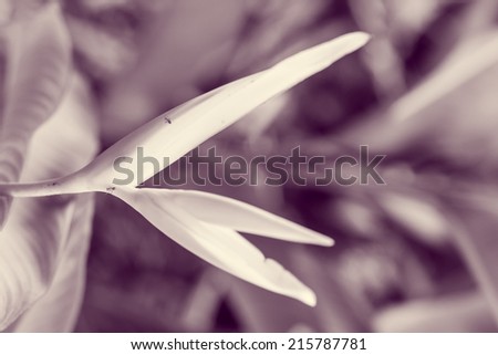 vintage bird of paradise flower, heliconia flower with green leaf