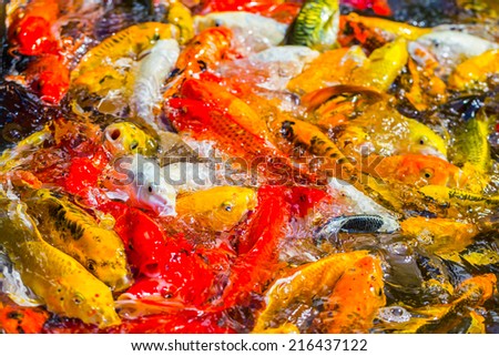 Koi Fish swimming beautiful color variations natural organic