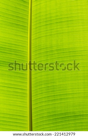 Texture background of backlight fresh green Leaf, Banana leaf