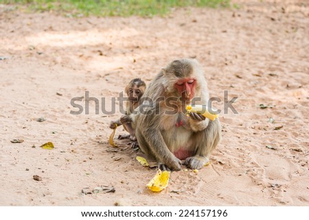Mother monkey and baby monkey sits on the sand and eats banana