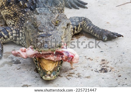 crocodile eat meat in the park