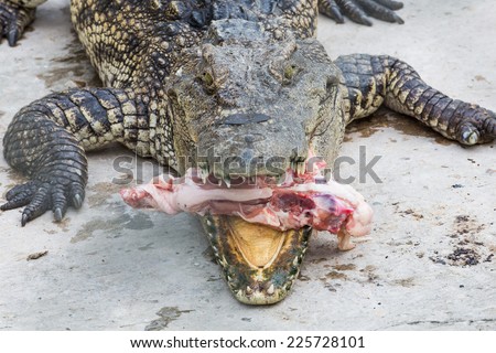 crocodile eat meat in the park