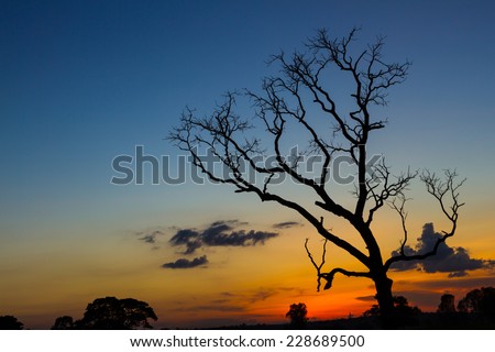 Big tree silhouette sunset  sky background