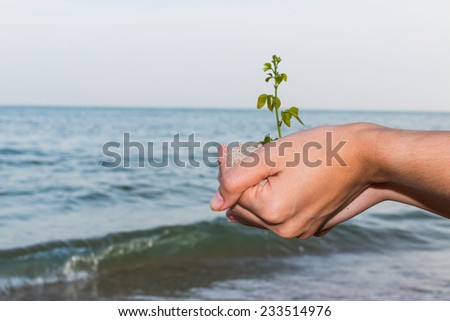 Girl hand holding and planting new tree with sand and sea