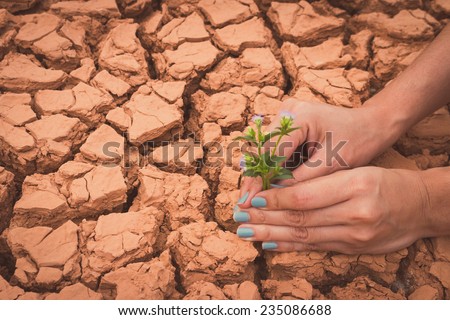 Woman hands holding flower growing on cracked earth background