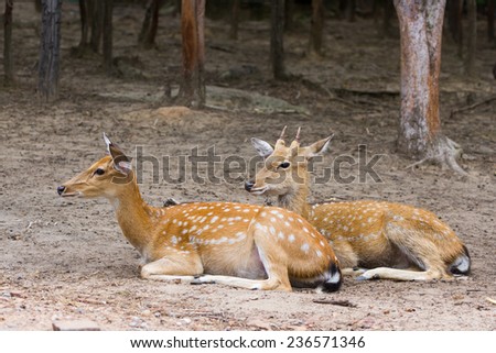 Young Whitetail Deer male and female sitting together in the zoo