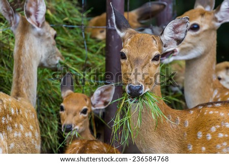 Young Whitetail Deer eating grass at the zoo