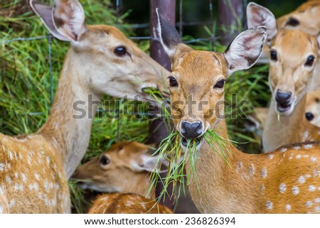 Young Whitetail Deer eating grass in the park