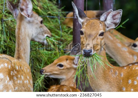 Young Whitetail Deer eating grass in the park
