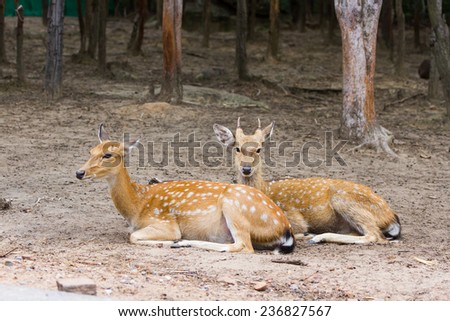 Young Whitetail Deer male and female sitting together in the public park