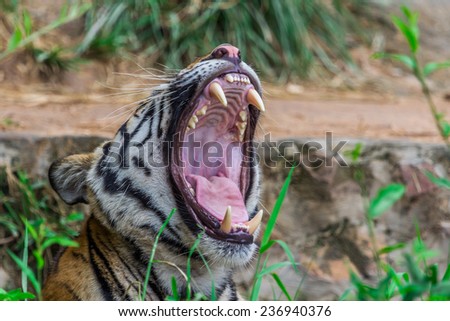 Teeth and tongue Royal Bengal tiger,Nature