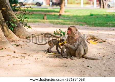 Mother monkey and baby monkey sits on the sand and eats banana