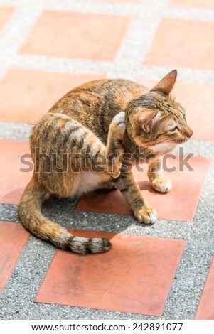 cat seeing the mouse and scratching and  itches fleas on the orange floor