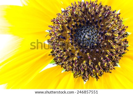 Close-up Sunflower  on white background