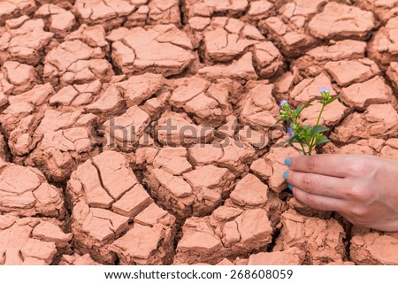 Human gardening the flower on cracked earth to help the Earth