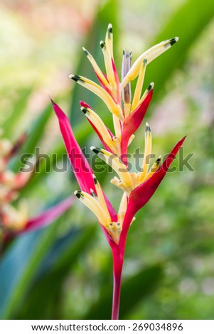 Heliconia flower,Bird of Paradise flower with green leaf