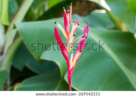 heliconia flower,Bird of Paradise flower with green leaf