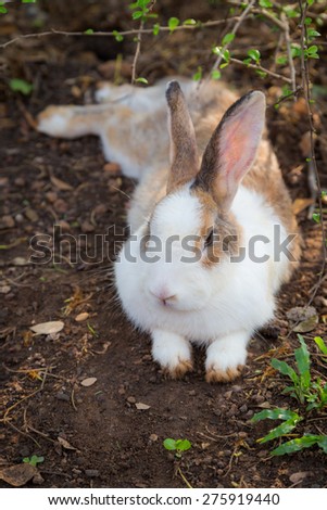Close up of Wild rabbit in the nature background