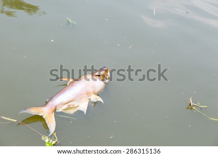 dead fish floated in the dark water river, water pollution peoblem