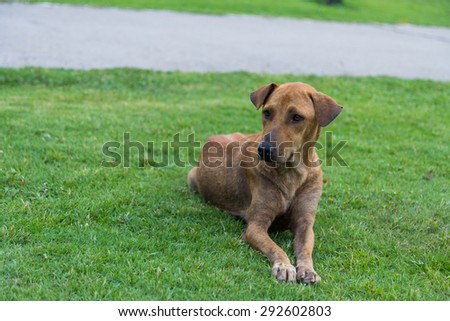 Happy brown dog rolls and turns on the green grass background