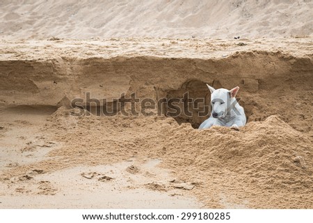 White dog digging a hole in the sand at the beach background, Thailand