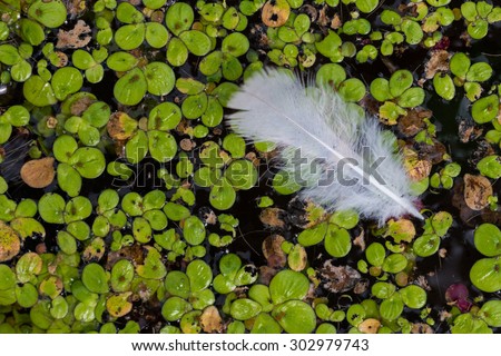 White feathers floating on calm water nature background