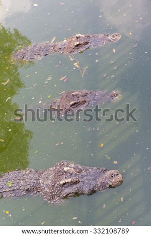 Crocodile head floating in water Looking for prey