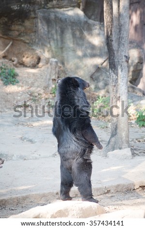 Sun Bear, Malayan sun bear in the nature background