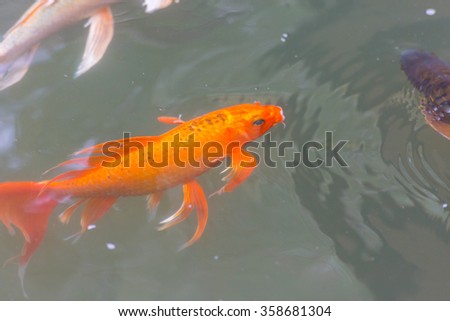 Colorful Koi fish swimming in a water pond