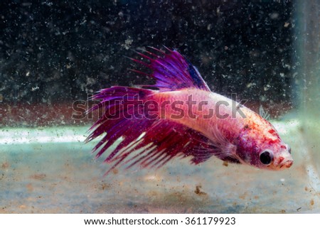 siamese fighting fish injuries head and tail after fighting in turbid water