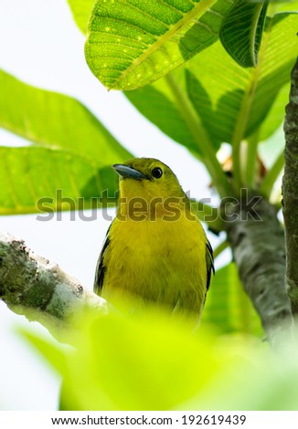 animal, bird, branch, canary, claws, colorful, colourful, conservation, creature, ecology, eyes, natural, nature, perch, perched, serinus, vantage, watchful, wild, wilderness, wings, yellow,thai