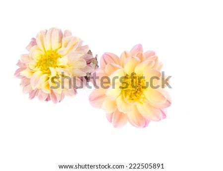 Dahlia flower isolated on white Background.