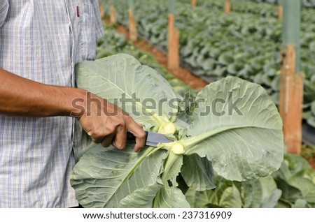 Gardener works in vegetable garden.