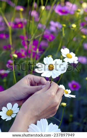 white cosmos flowers in hand