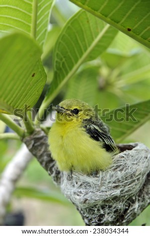 bird on a branch,animal, bird, branch, canary, claws, colorful, colourful, conservation, creature, eyes, natural, nature, perch, perched, vantage, wild, wilderness, wings, yellow,thai