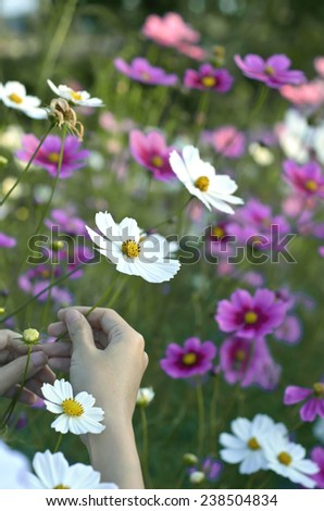 white cosmos flowers in hand