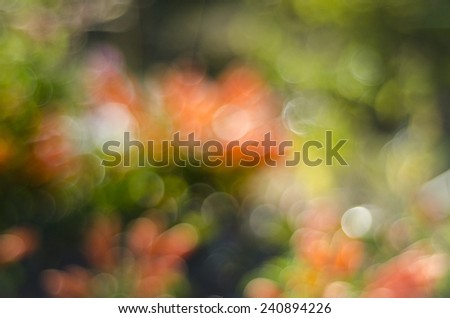 blurred flower background, Defocused flower abstract background.