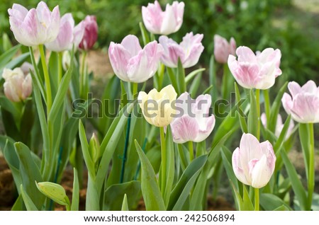 Fresh flower tulips of mixed pink and white colour