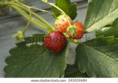 The farming, fresh organic strawberry on tree