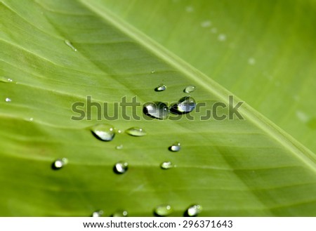 ?Banan leaf with water drops effect green, drops of dew on a green grass