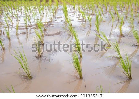 View of a rice paddy full of rice seedlings