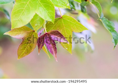 Green  maple leaf isolated Acer calcaratum Gagnep