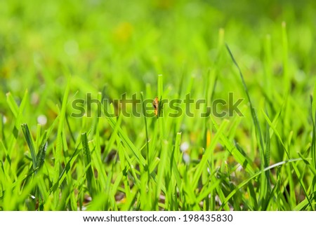 Background of Green grass with pupa an insect