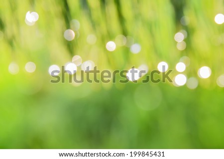 Bokeh from Rain Dew drops on green pine leaf grass